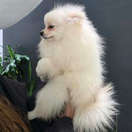 Gucci - Cream female Pomeranian puppy in Moody, Texas from Luxury Pets of Central Texas
