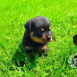Rottweiler Puppies from Exodus Rottweilers