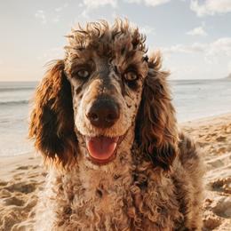 Hana - Goldendoodle