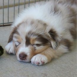 Australian Shepherd Puppies from Palomino Australian Shepherds