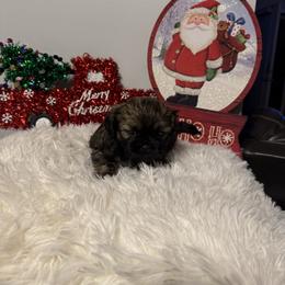 Ringo - Sable male Shih Tzu puppy in Boiling Springs, South Carolina from Sherry Whiteside's Shih Tzus