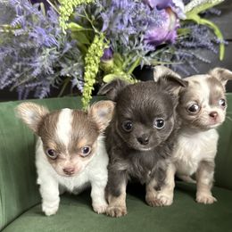 Chihuahua Puppies from So Sweet Chihuahuas