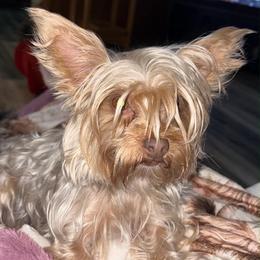 Bambi - Yorkshire Terrier