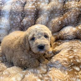 Porsche - Cream female Goldendoodle puppy in Payson, Utah from Country Sky Doodles