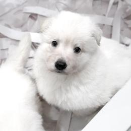Berger Blanc Suisse Puppies from Moonlight Berger Blanc Suisses