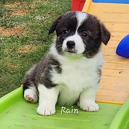 Rain - Brindle and white female American Corgi puppy in Concrete, Washington from Wigglebutts American Corgis