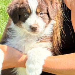 Oxford - Red tri-color female Australian Shepherd puppy in Fresno, California from Boundless Joy Aussies