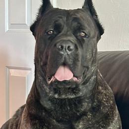 FREYA - Cane Corso