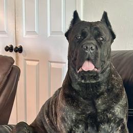 FREYA - Cane Corso