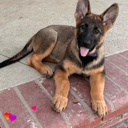 Garnet - Black and tan female German Shepherd puppy in Anaheim, California from Hanan's German Shepherds