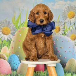 Wimberly's Navy Boy - Apricot male Goldendoodle puppy in Kountze, Texas from Texas Doodles LLC