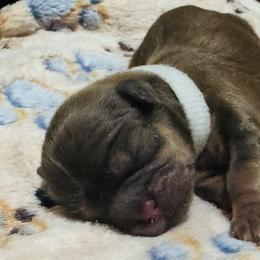 Tan Collar - Sable male Shih Tzu puppy in Merrillville, Indiana from Gibbs Gorgeous Paws LLC