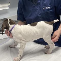 Swan - White and liver German Shorthaired Pointer puppy in Logan, Utah from On Point Gun Dog's of Utah