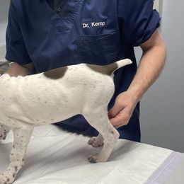 Swan - White and liver German Shorthaired Pointer puppy in Logan, Utah from On Point Gun Dog's of Utah