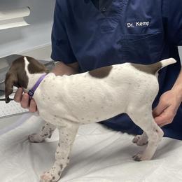 Swan - White and liver German Shorthaired Pointer puppy in Logan, Utah from On Point Gun Dog's of Utah