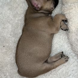 Alaskan Malamute and French Bulldog Puppies from Walnut Ridge Kennels