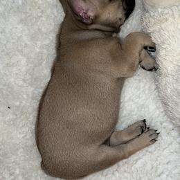 Alaskan Malamute and French Bulldog Puppies from Walnut Ridge Kennels