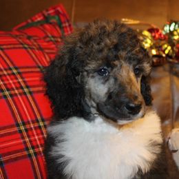 Poodle Puppies from DuBois Standard Poodles