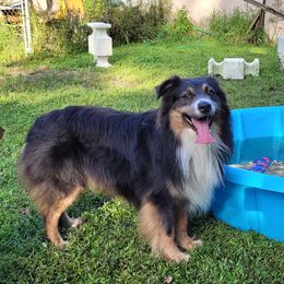 Onyx - Australian Shepherd