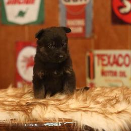 Vito - Black and tan male German Shepherd puppy in Philippi, West Virginia from Vom Haus Highlands