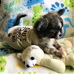 Chihuahua Puppies from Chilove Chihuahuas