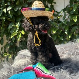 Midnight - Poodle