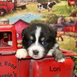 Lori - Black tri female Miniature Australian Shepherd puppy in Ronan, Montana from Dirt Road Aussie’s of Montana