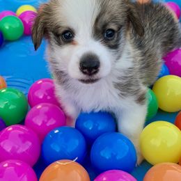 Pembroke Welsh Corgi Puppies from Pathfinder