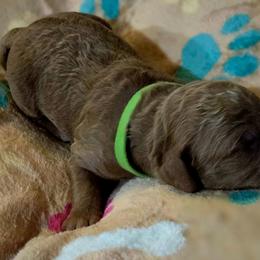 Neon Green Collar Boy - Silver male Goldendoodle puppy in Newark, New Jersey from Westmorelandislandpups