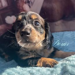 Scarlett - Dapple female Dachshund puppy in Jena, Louisiana from Amy’s Mini Doxies