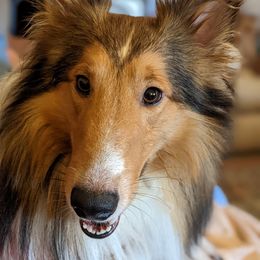 Regg - Shetland Sheepdog