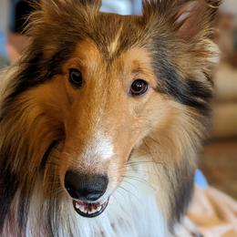 Regg - Shetland Sheepdog