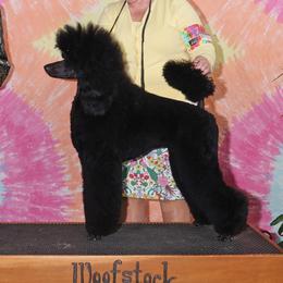 Kitty - Poodle