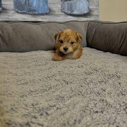 Morkie Puppies from Smart Farms