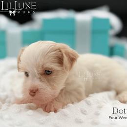 Dottie - Gold and white female Shorkie puppy in Scottsdale, Arizona from Lil Luxe Pups