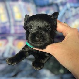 Triton - male Russian Salon Dog puppy in Kendallville, Indiana from Yorkies Kisses/Rusalka Siren Song