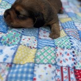 Tucker - Red male Dachshund puppy in Licking, Missouri from Bean Creek Dachshunds & Terriers