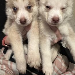 Siberian Husky Puppies from Feazell’s Siberian Huskies