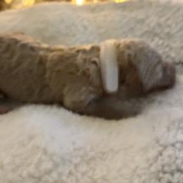 Snowflake - white collar female - Parti female Goldendoodle puppy in Eunice, Louisiana from Maison De Pawz