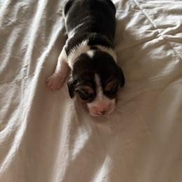 Girl 2 - Black fawn and white female Beagle puppy in Phoenix, Arizona from Trevillian Beagles