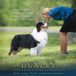 Dually - Australian Shepherd