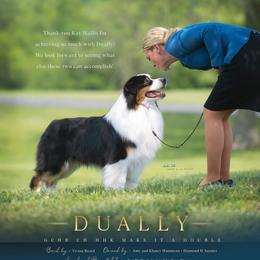 Dually - Australian Shepherd
