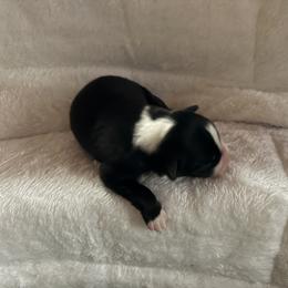 Black and white Boy 4 - Black and white male Border Collie puppy in East Ellijay, Georgia from Nine Peaks Border Collies