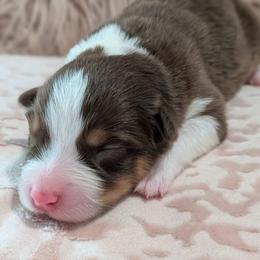 Kisses - red tri femal - Red tri-color female Australian Shepherd puppy in Texas from Wray Aussies