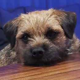 Border Terriers from Lake Effect Border Terriers