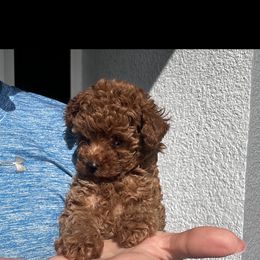 Girl 4 - Red  female Poodle puppy in Cape Coral, Florida from Katherine’s Yorkies and Poodles