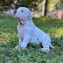 Spade - White male American Bulldog puppy in Pace, Florida from Genesis American Bulldogs