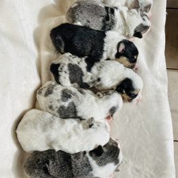 American Corgi and Pembroke Welsh Corgi Puppies from Elk Ridge Corgis