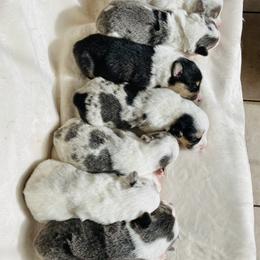 American Corgi and Pembroke Welsh Corgi Puppies from Elk Ridge Corgis