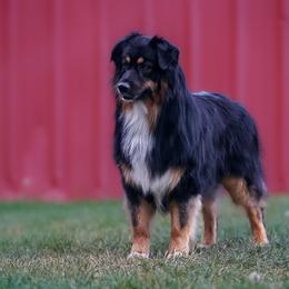 Australian Shepherd All Grown Up from Eventide Australian Shepherds